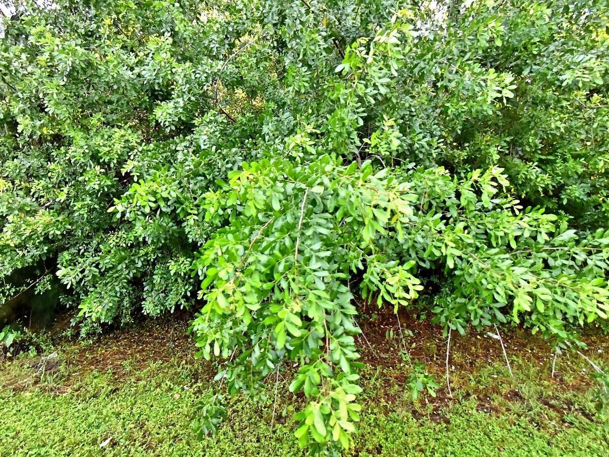 Corner lot, .36 Acre, the lot frontage is 150 and side is 105 total SF 15,750. Priced to sell. Seller financing option 30% down, term negotiable.