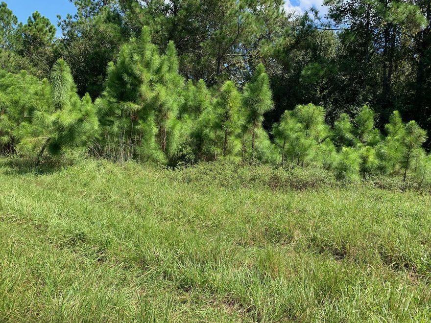 Great hunting property. As a bonus, by owning this double lot, you gain access to hundreds of miles fo 4-wheeling trails.
Owner financing available