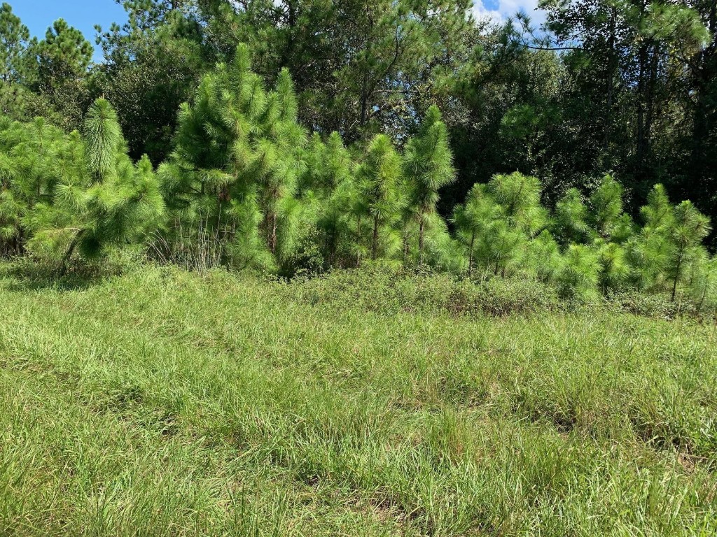 Opp27 Orlando Pines - Land