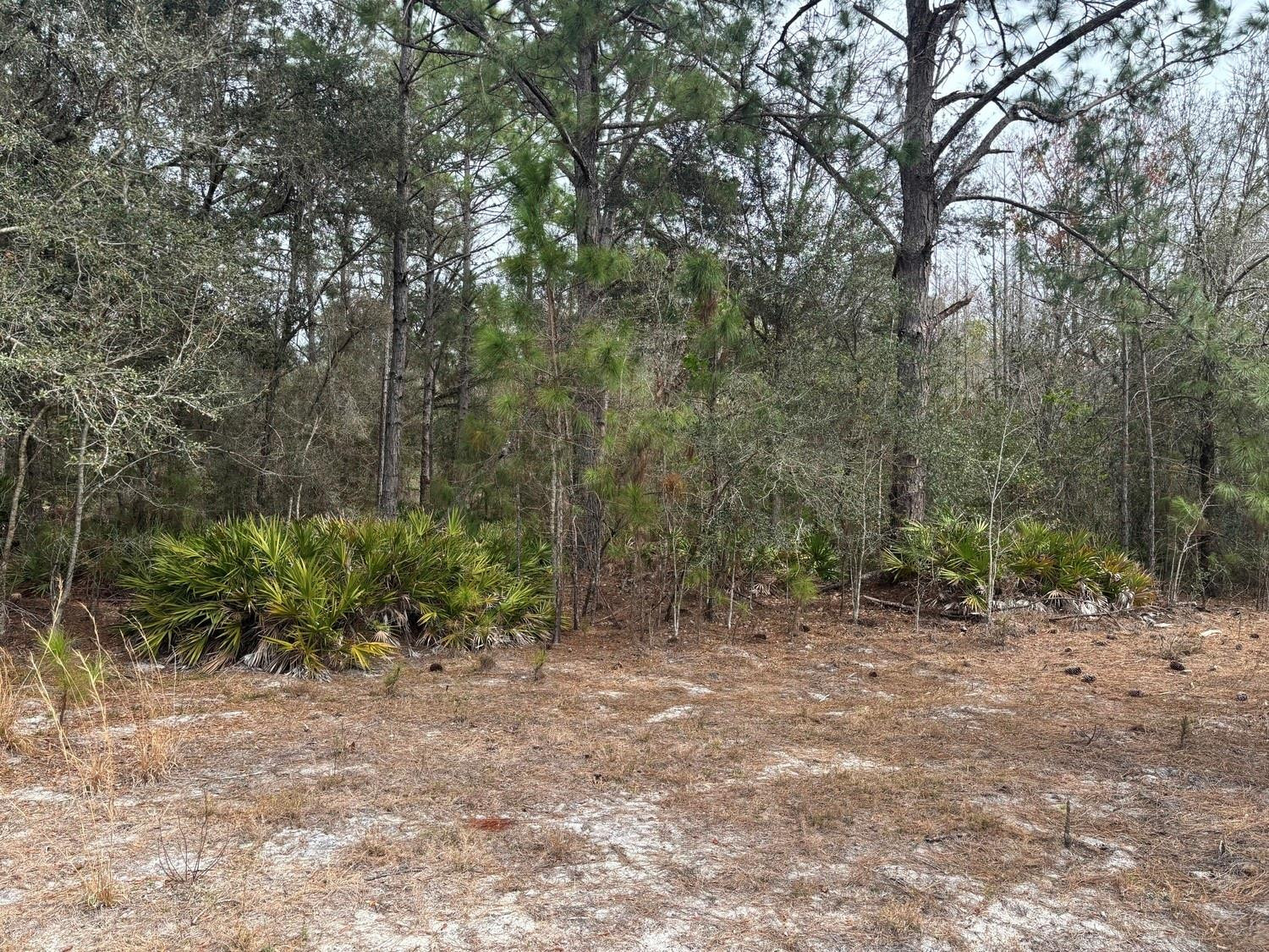 Opp107 Orlando Pines - Land