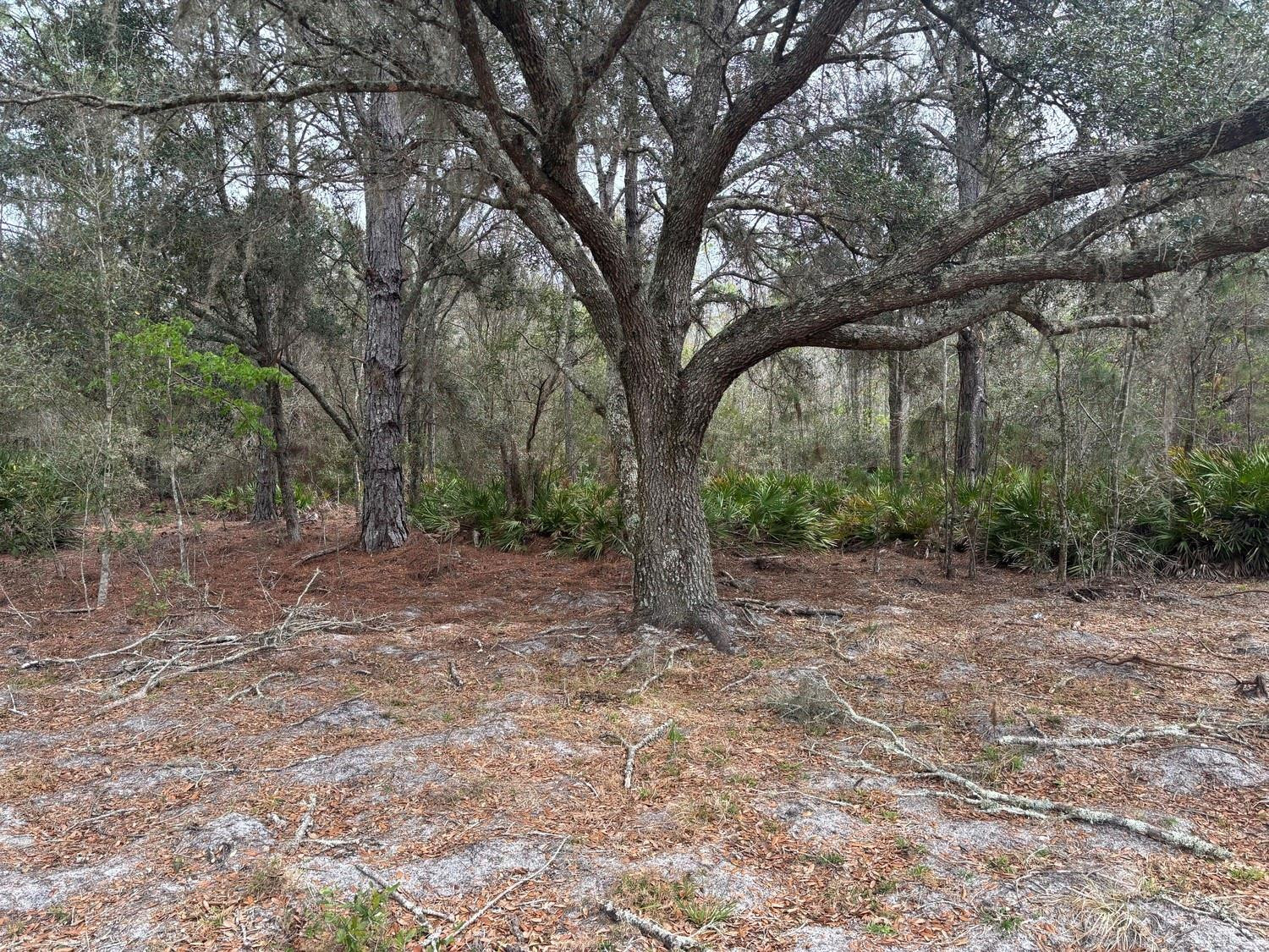 Opp107 Orlando Pines - Land