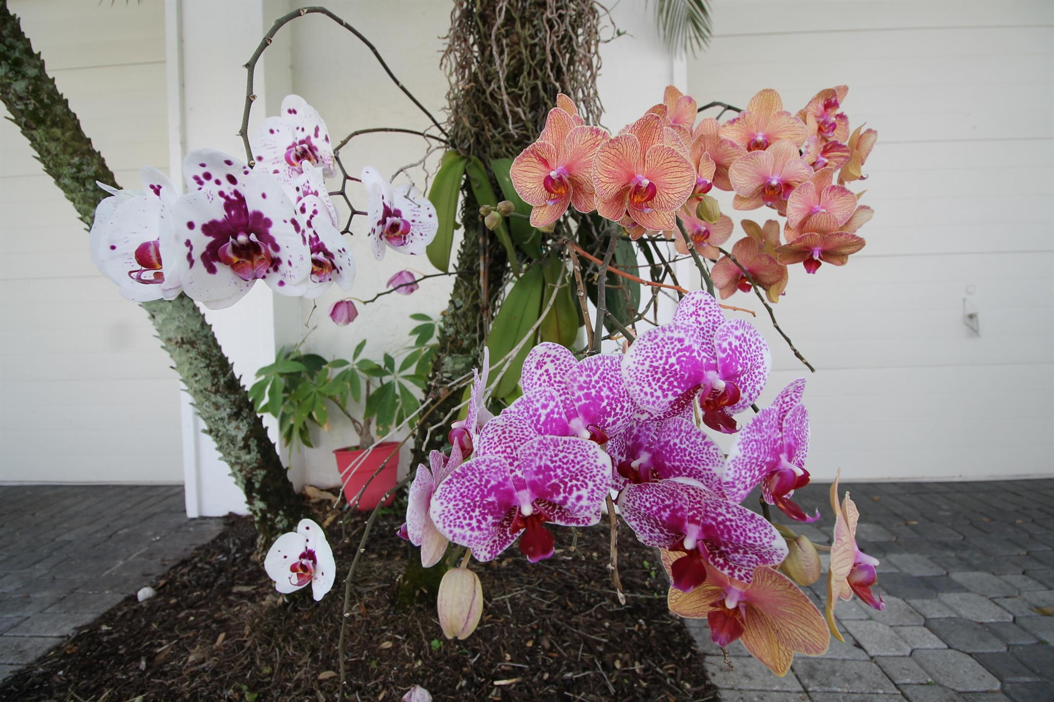 ASHBOURNE / POLO CLUB - Residential