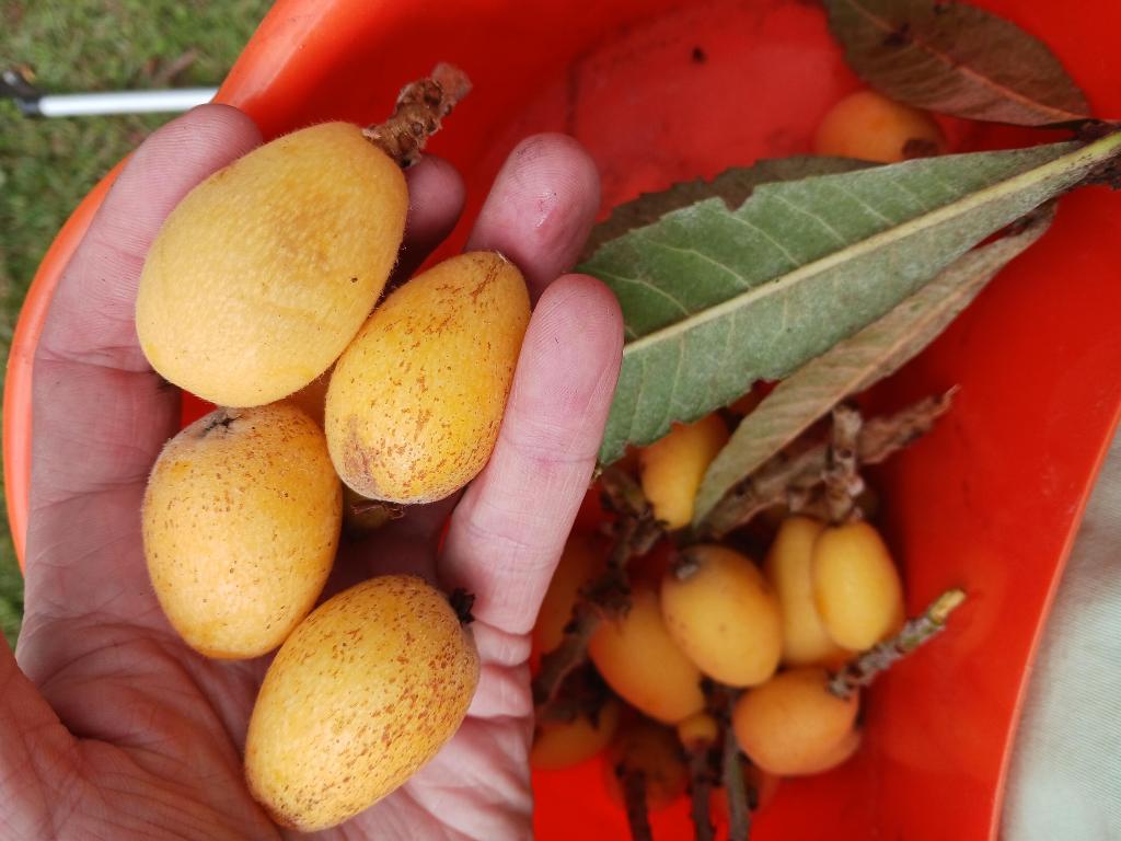 LOXAHATCHEE GROVES IN - Residential