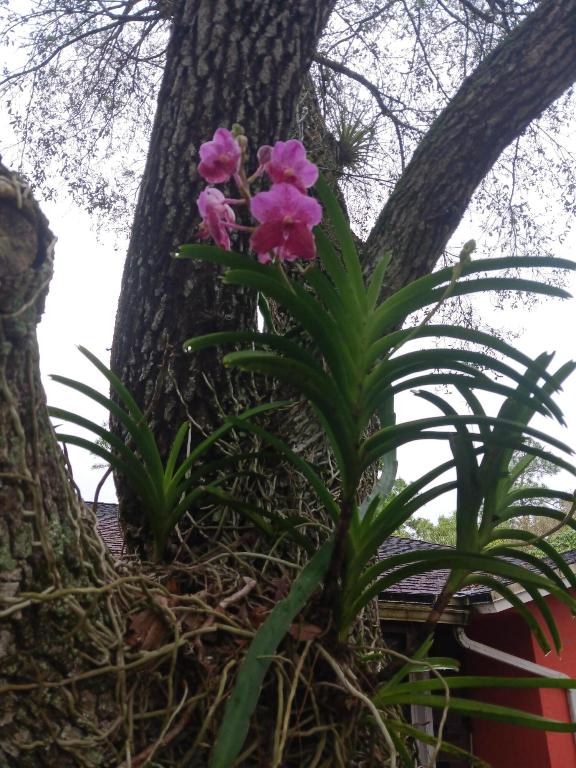 LOXAHATCHEE GROVES IN - Residential