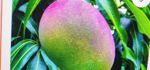 2829 NW 9th Place Fort Lauderdale FL 33311