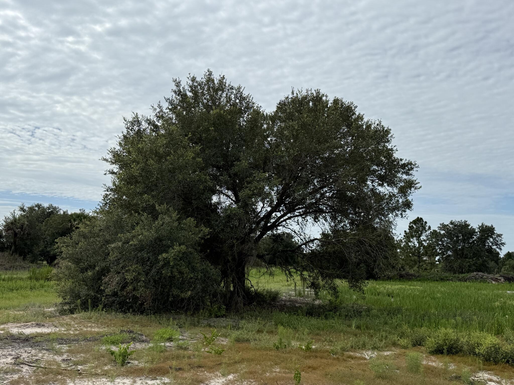 Viking/Prairie - Land
