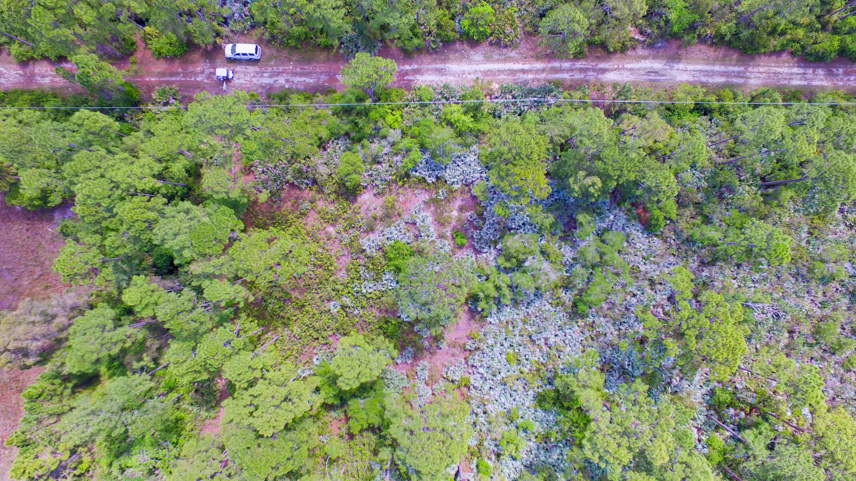 00 Bald Cypress Trail