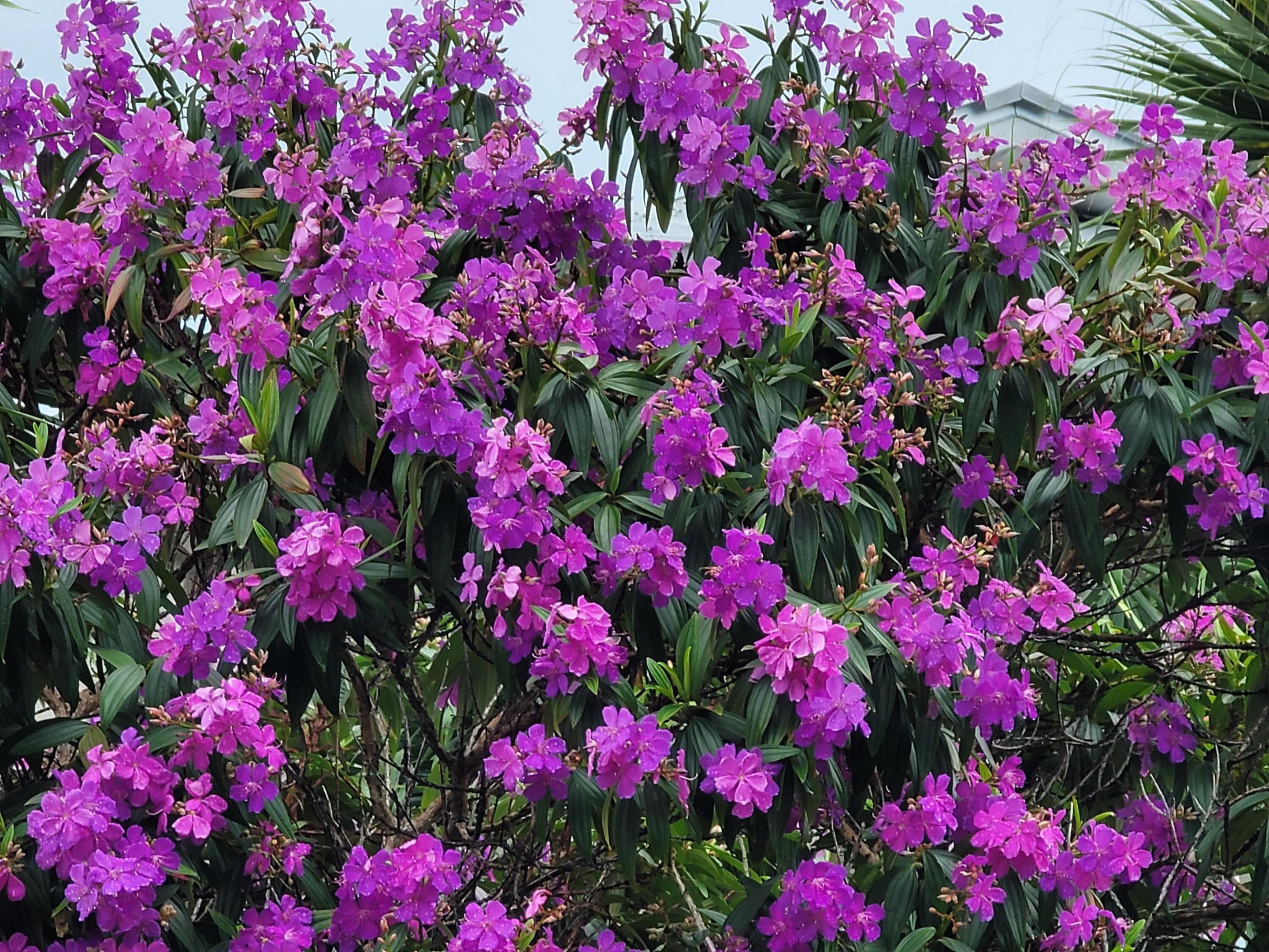 DIXIE HEIGHTS UNIT NO 3 - Residential Lease