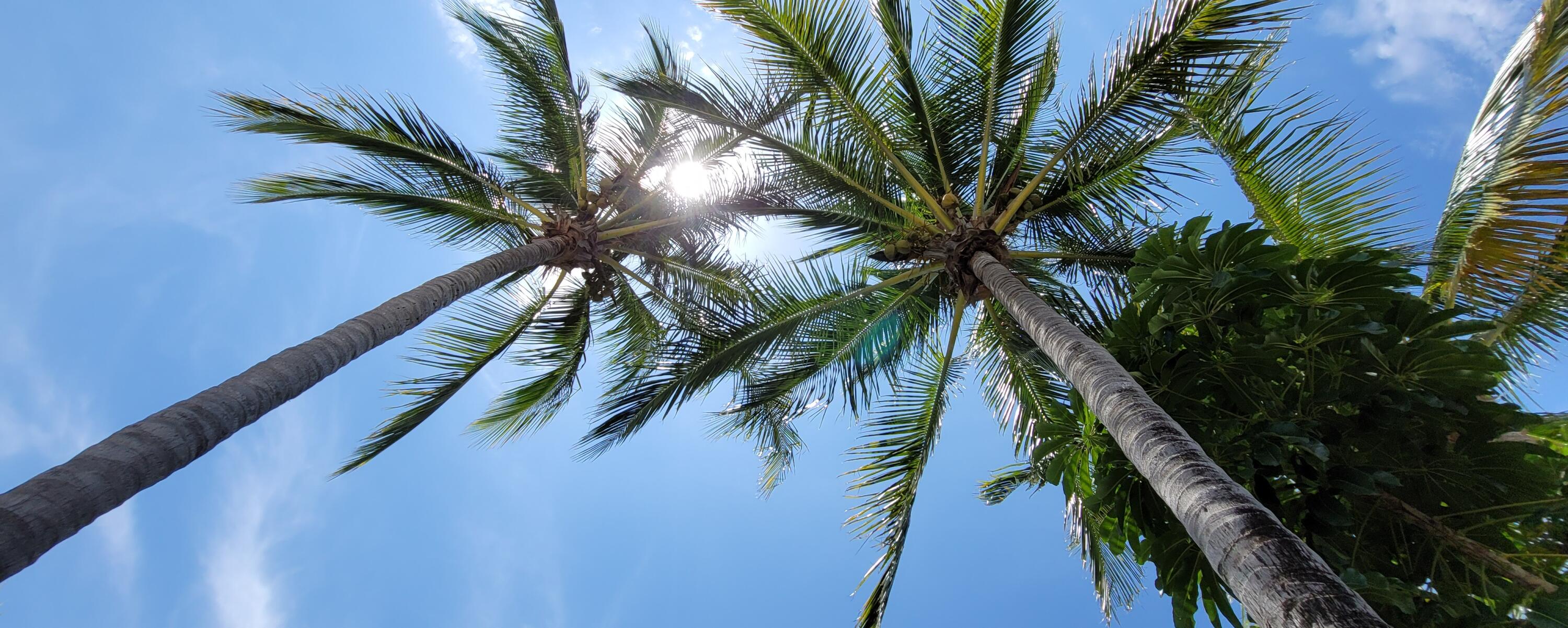 DIXIE HEIGHTS UNIT NO 3 - Residential Lease