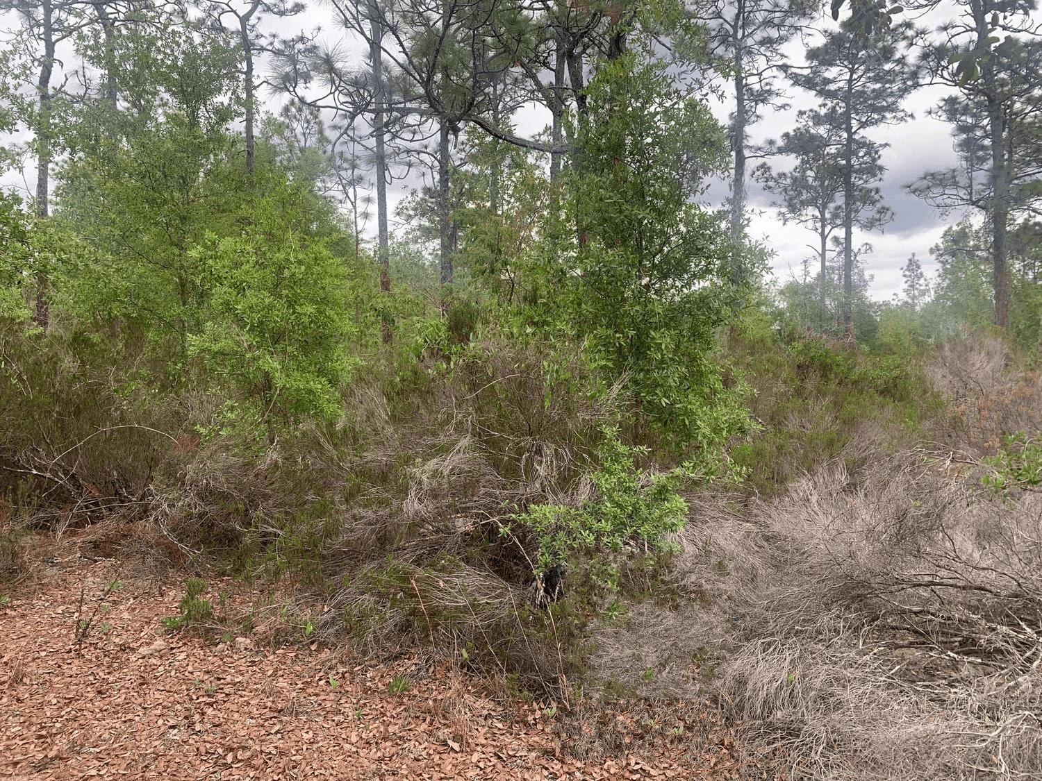 Interlachen Lakes Estates - Land