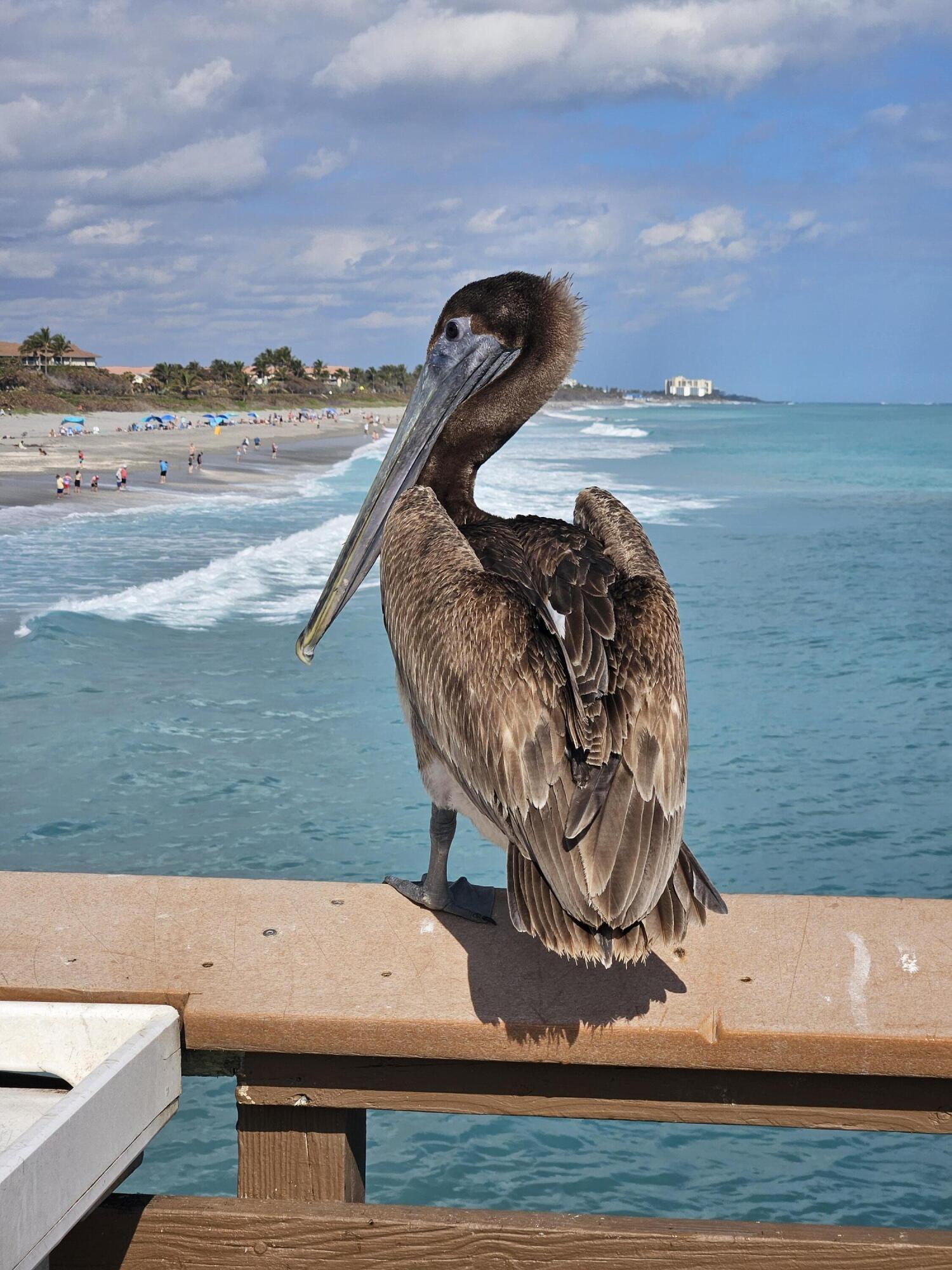 SEA COLONY CONDO - Residential Lease