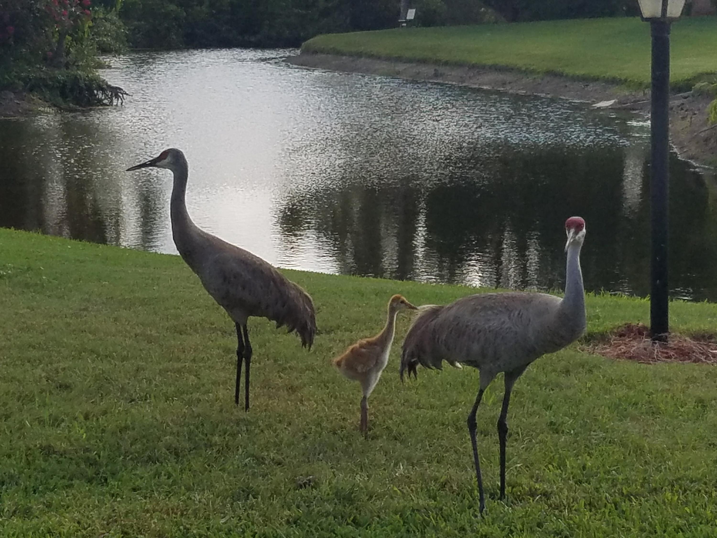 VISTA DEL LAGO CONDO - Residential