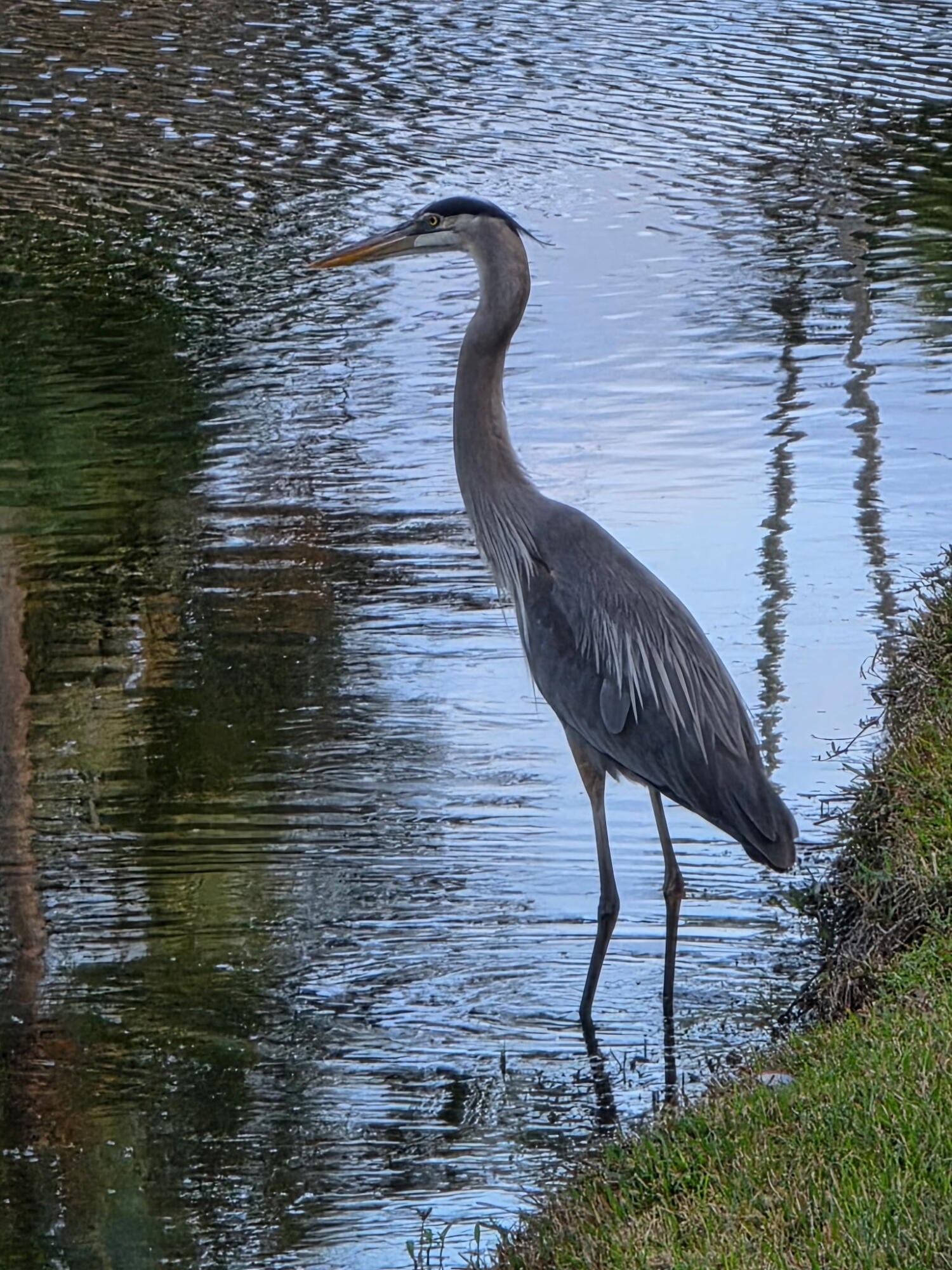 PLANTATION COLONY OF BOCA WEST CONDO - Residential