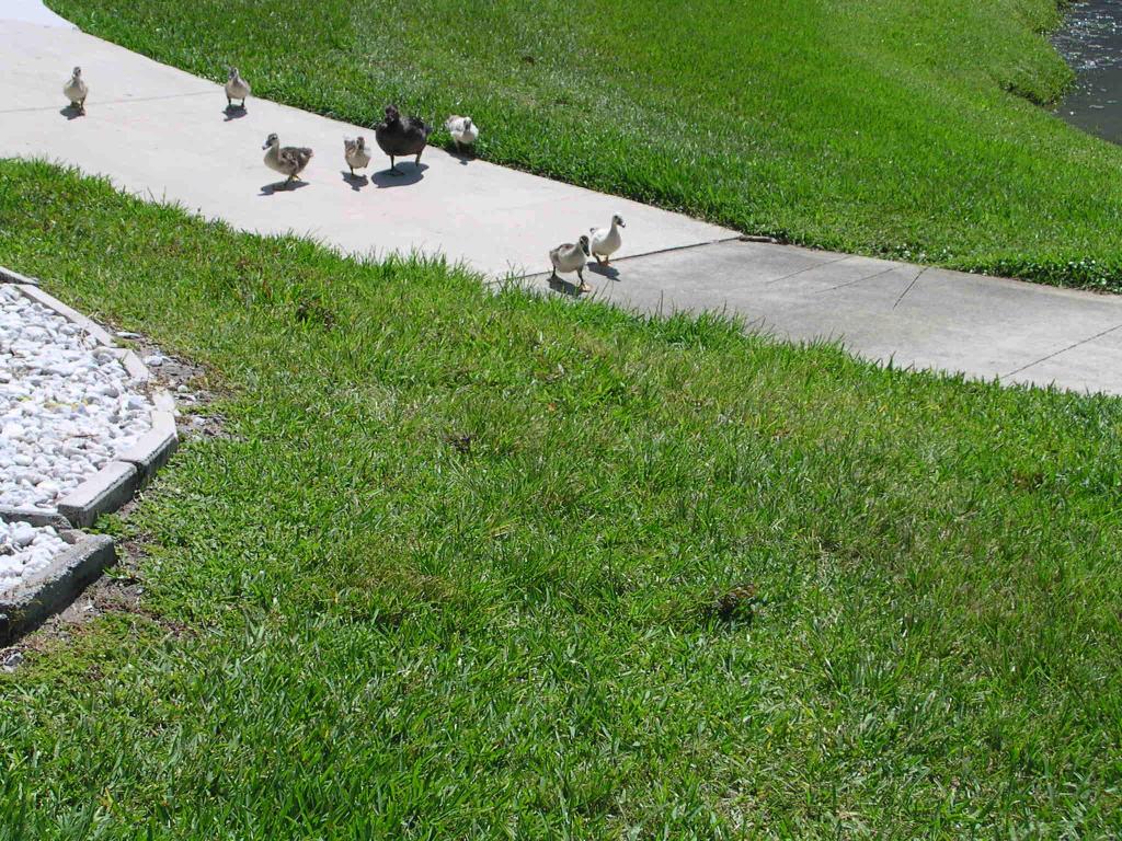 JUPITER BAY EAST CONDO - Residential