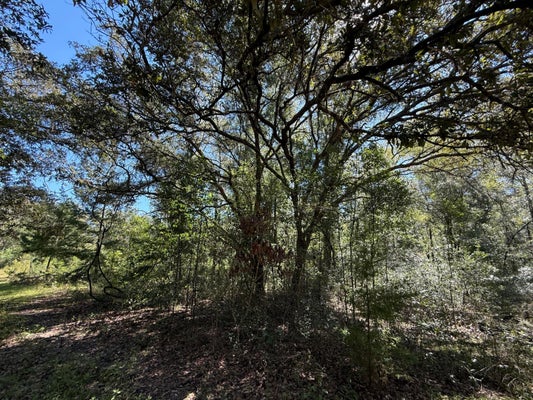 0 NE 6 LANE, WILLISTON, FL 32696 - Image 3921e3fdbd4c1eec79db2911c56c6033/3335021052