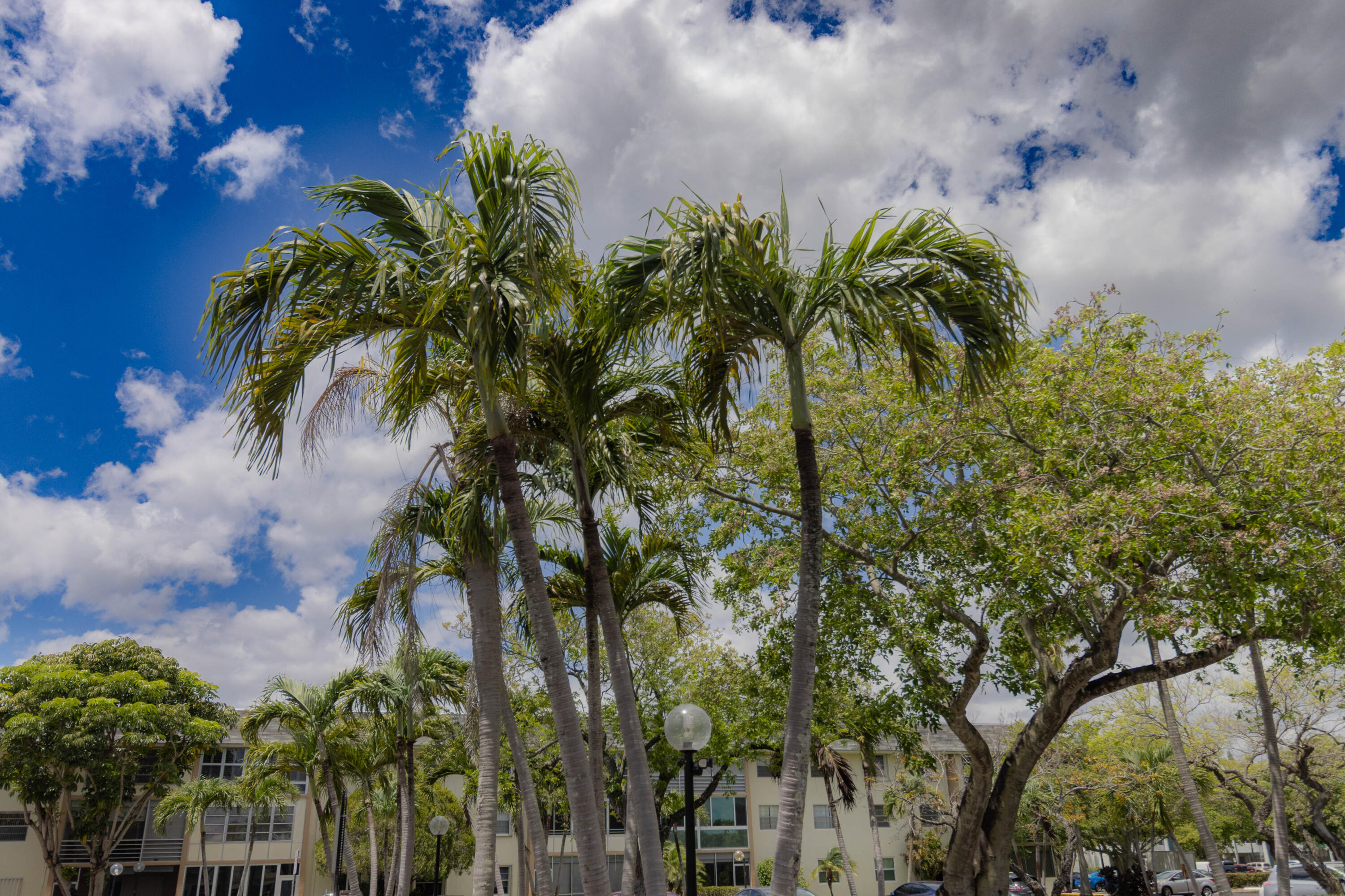 SABAL PALM VILLAGE 2 CONDO - Residential