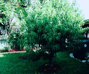 UNIVERSITY GARDENS - Residential