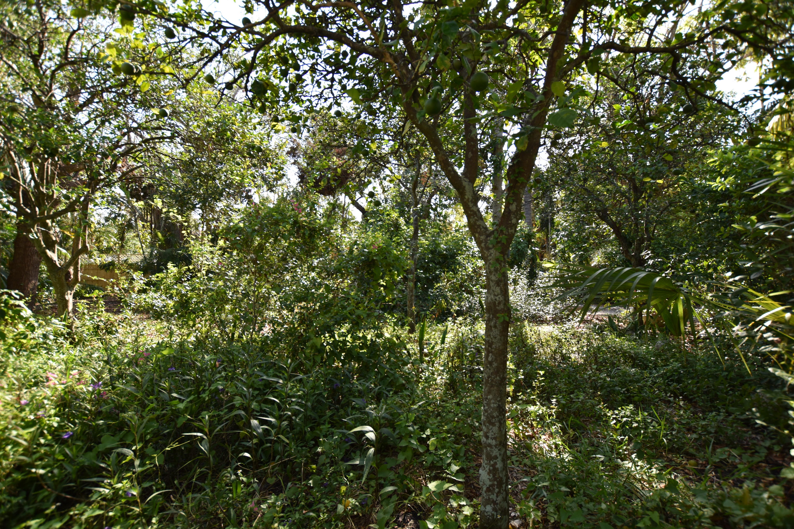 Flamingo Park - Land