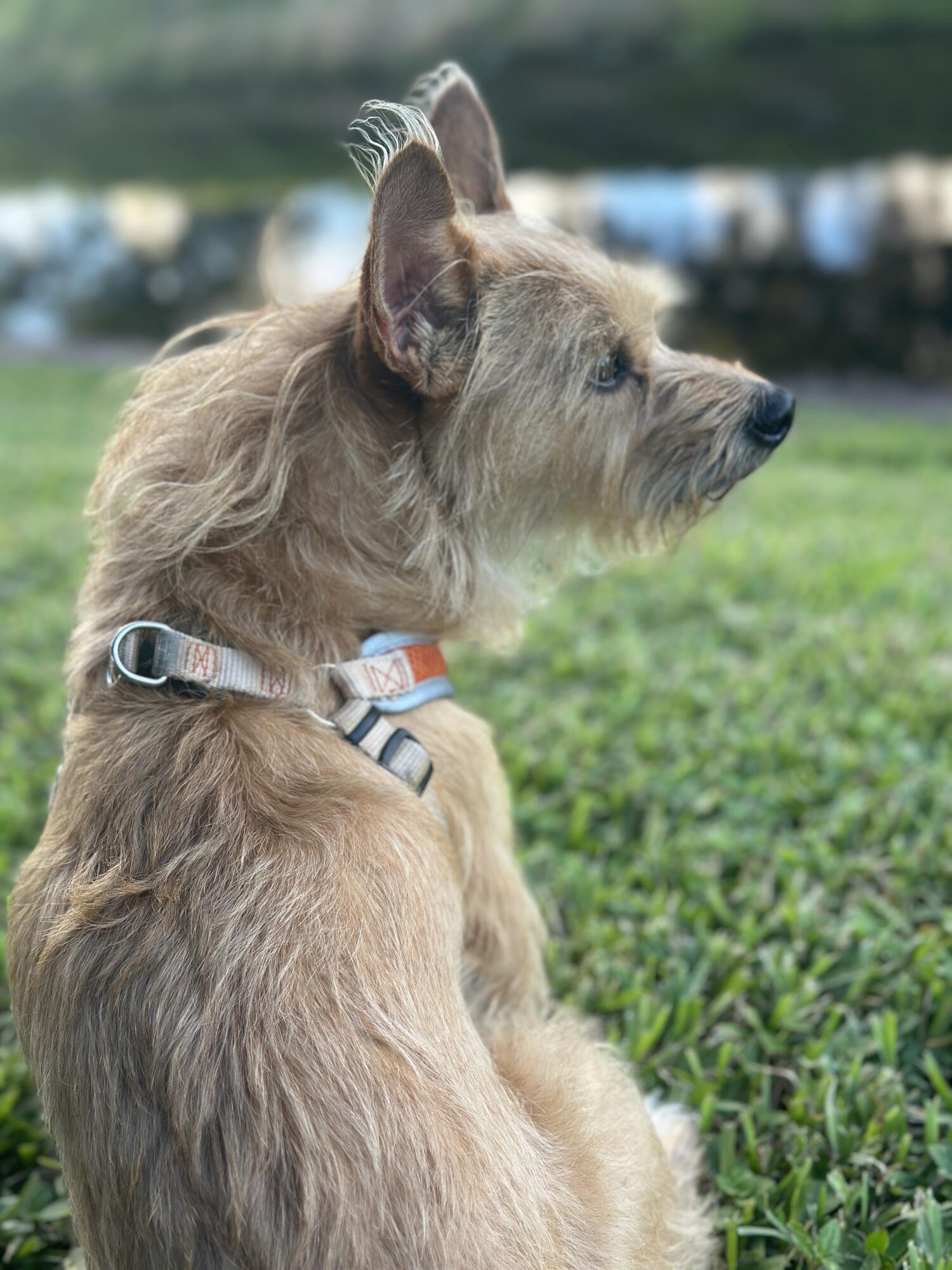 DELRAY OAKS CONDO - Residential