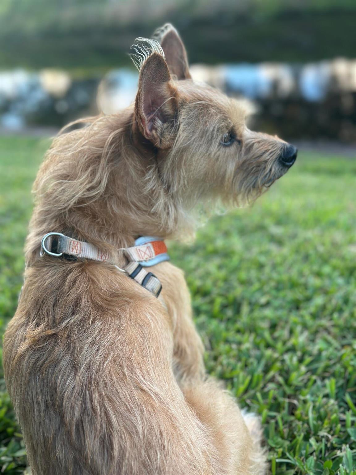 DELRAY OAKS CONDO - Residential