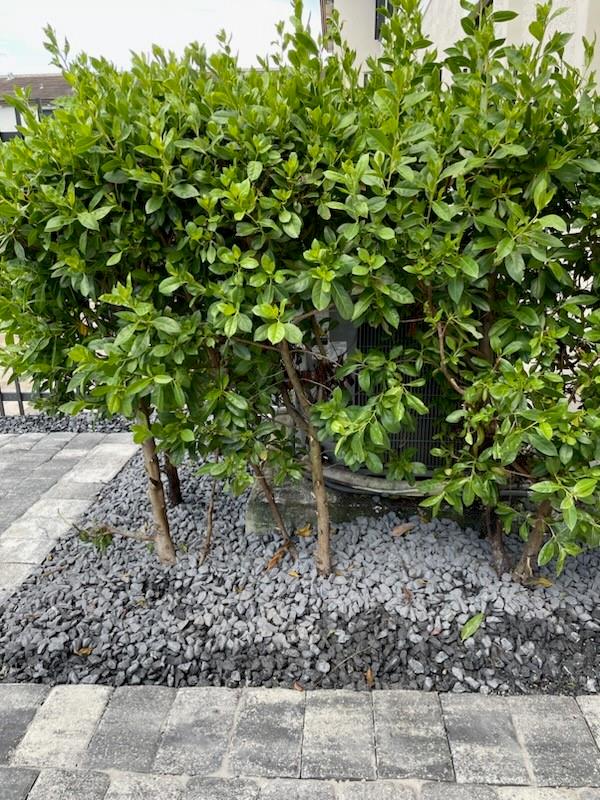 Palomino Lake - Residential Lease