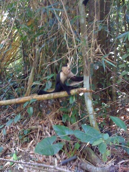 Q52M+28 Provincia de Coronado, Cartago Province, P - Land