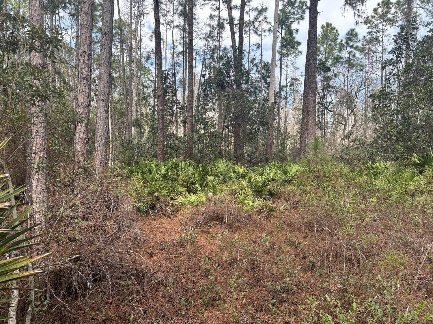 Opp217 Orlando Pines - Land