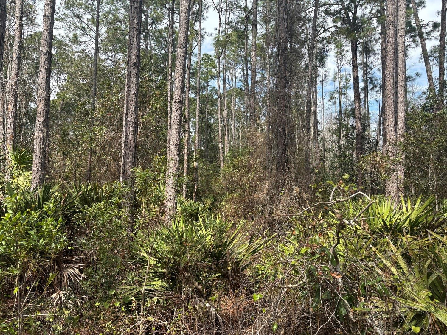 Opp217 Orlando Pines - Land