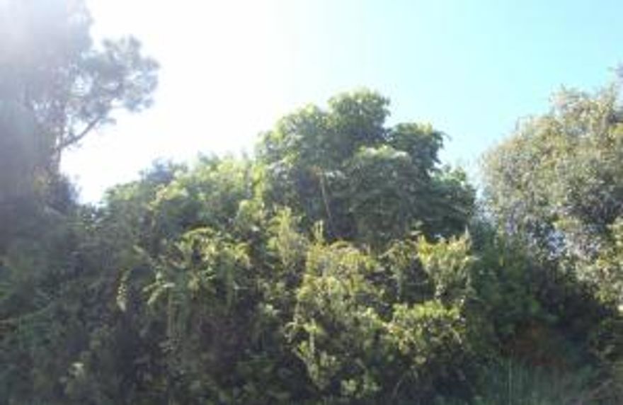 Oversized lot, in a great neighborhood.  Build your dream house here.