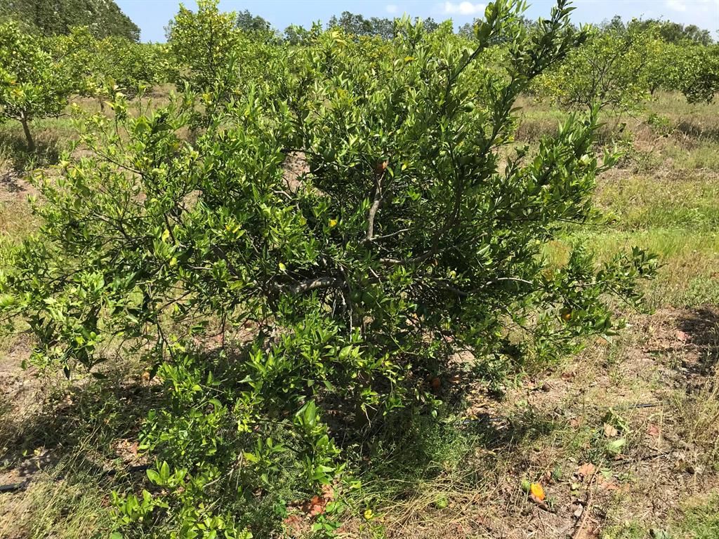 Photo of Tbd Carlton-Adams Road, Fort Pierce, FL 34945 (MLS # R10738400)