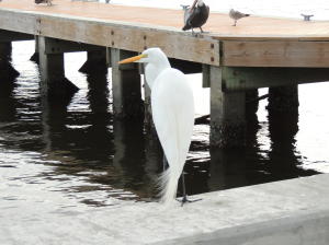 Mayfair House Condo - Residential