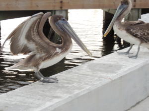 Mayfair House Condo - Residential