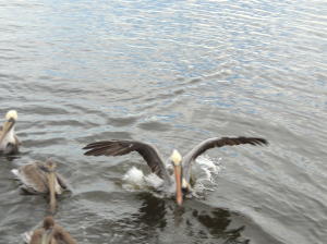 Mayfair House Condo - Residential