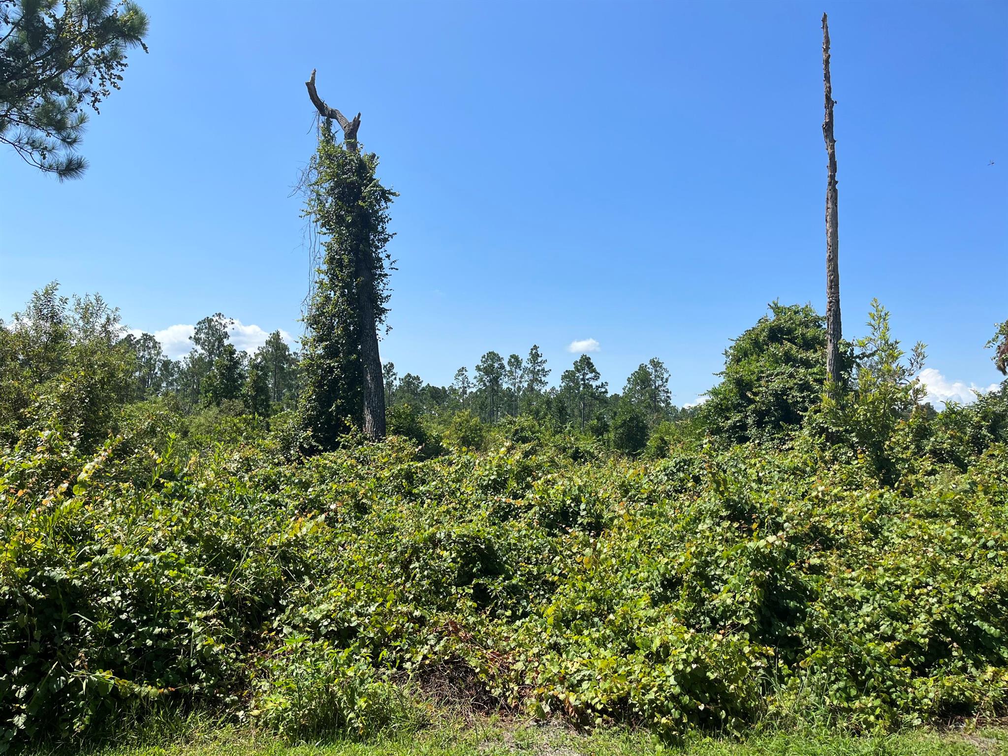 FINANCING AVAILABLE! COUNTRY LIVING AT ITS BEST COME CHECK OUT THIS1.03 ACRE BEAUTIFUL WOODED LOT LOCATED IN POMONA PARK. ENJOY BOATING & FISHING ON THE RIVER & LAKE. GO SWIMMING IN BEAUTIFUL SALT SPRINGS SILVER GLEN SPRING.