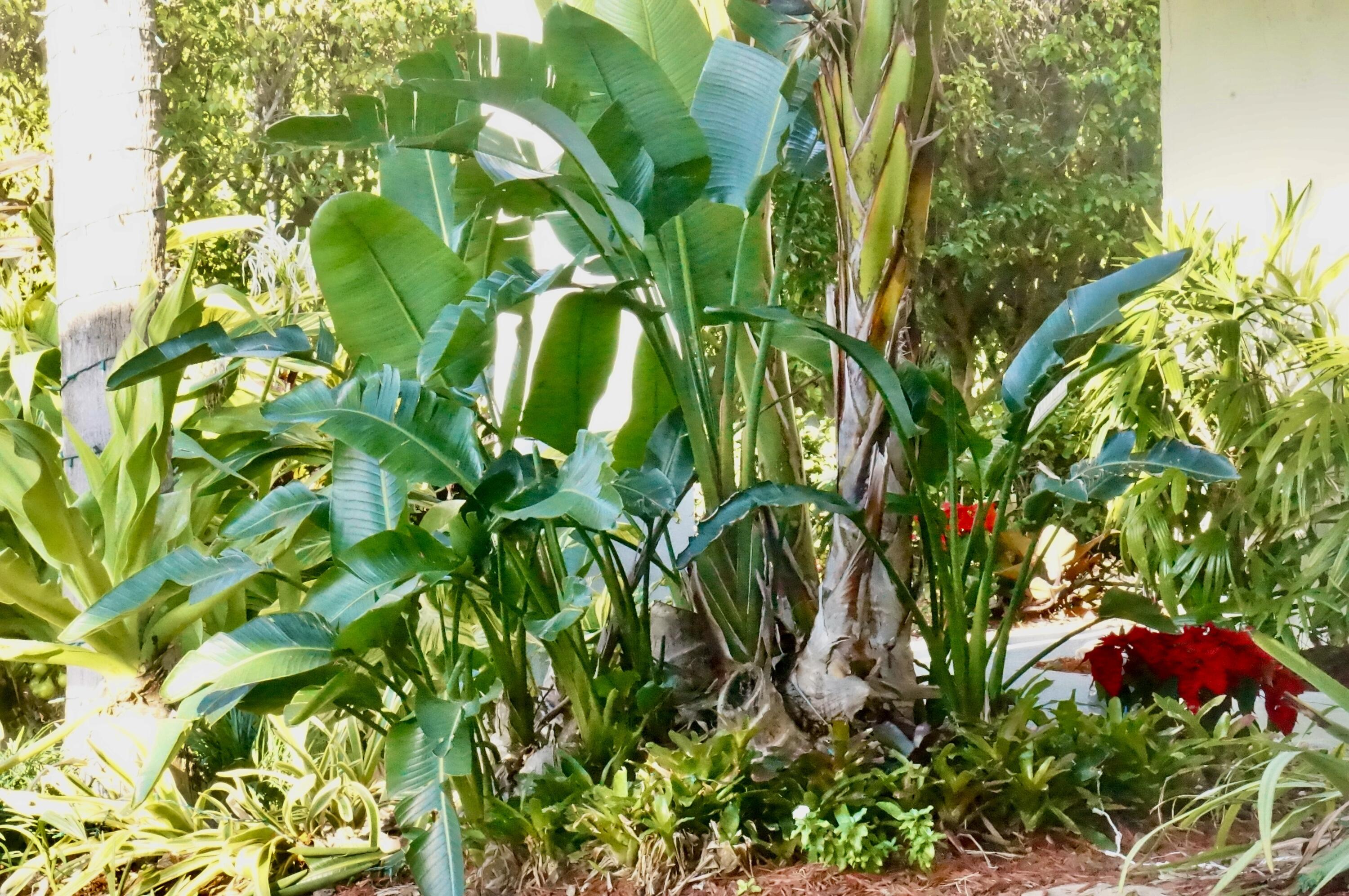 JAMES PLACE CONDO - Residential