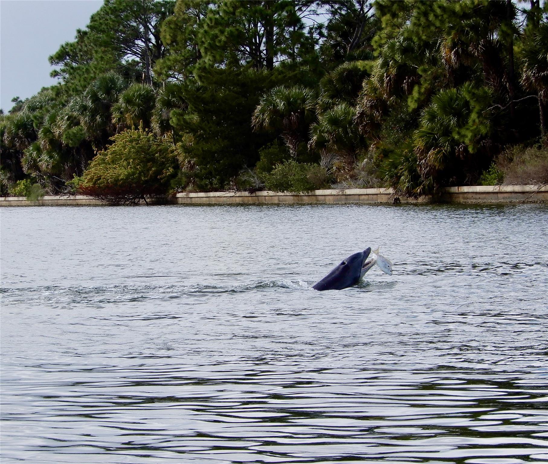 Palm Harbor - Residential