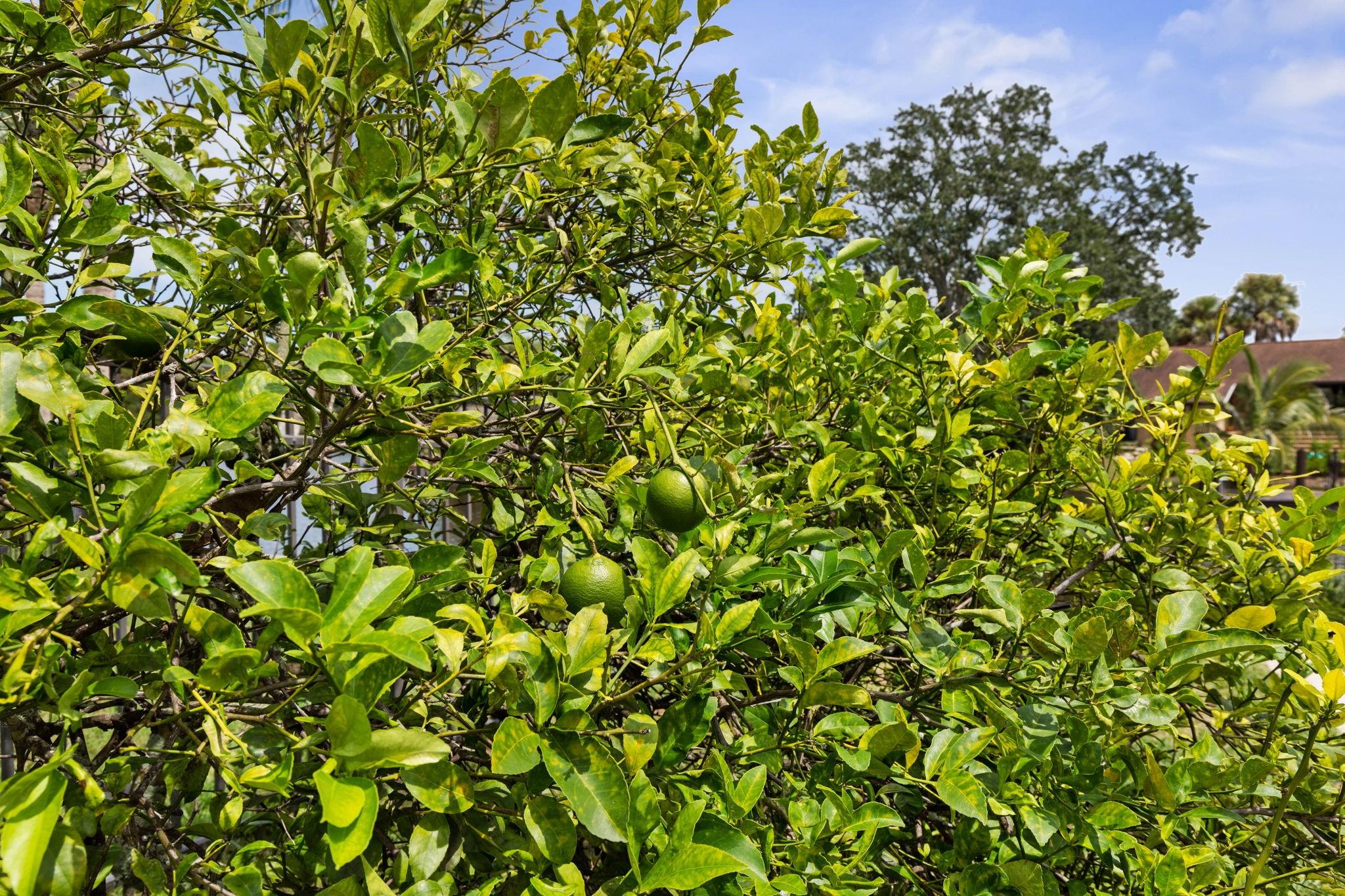 Palm Harbor - Residential