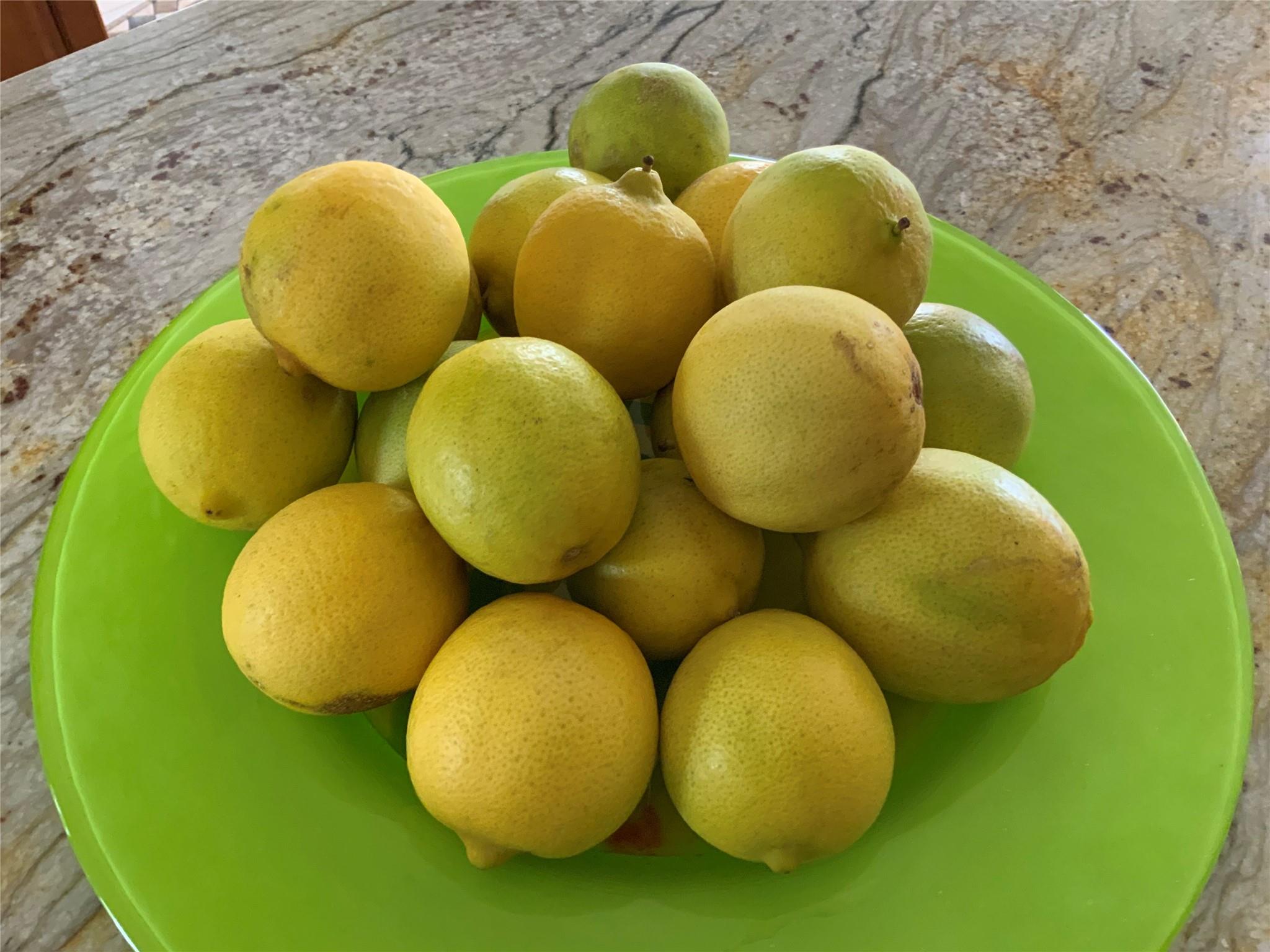 Palm Harbor - Residential