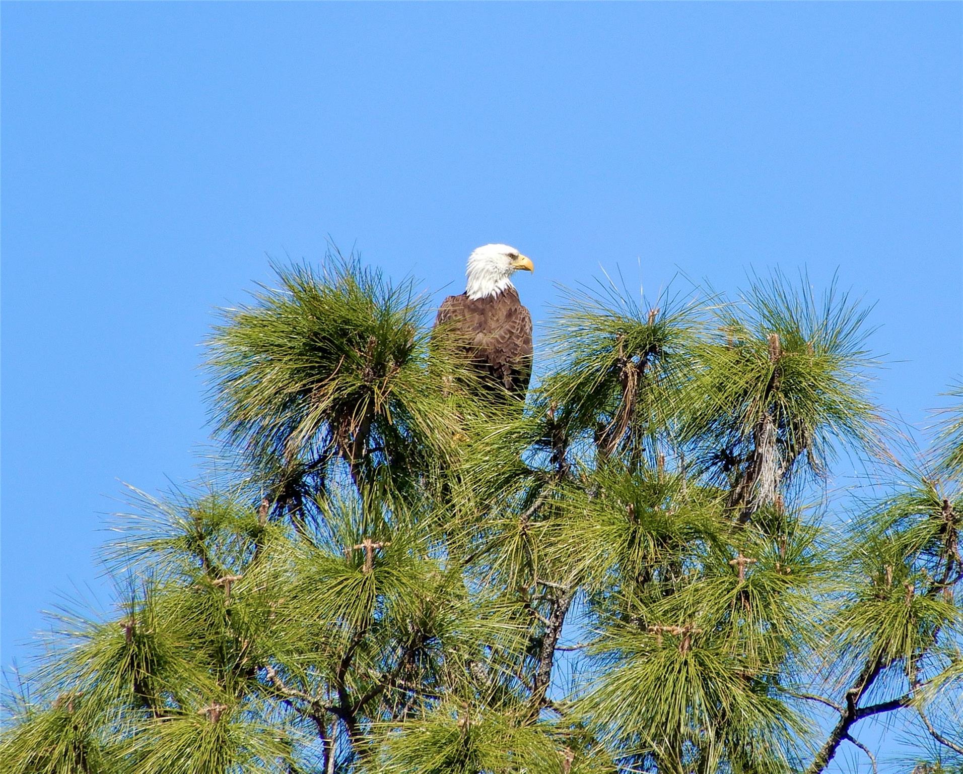 Palm Harbor - Residential