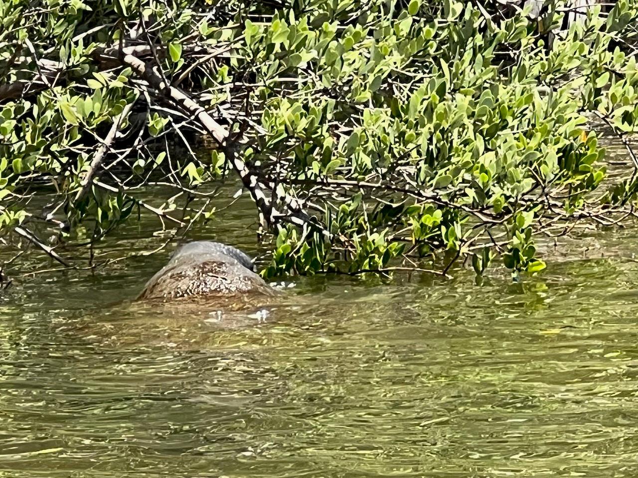 Palm Harbor - Residential