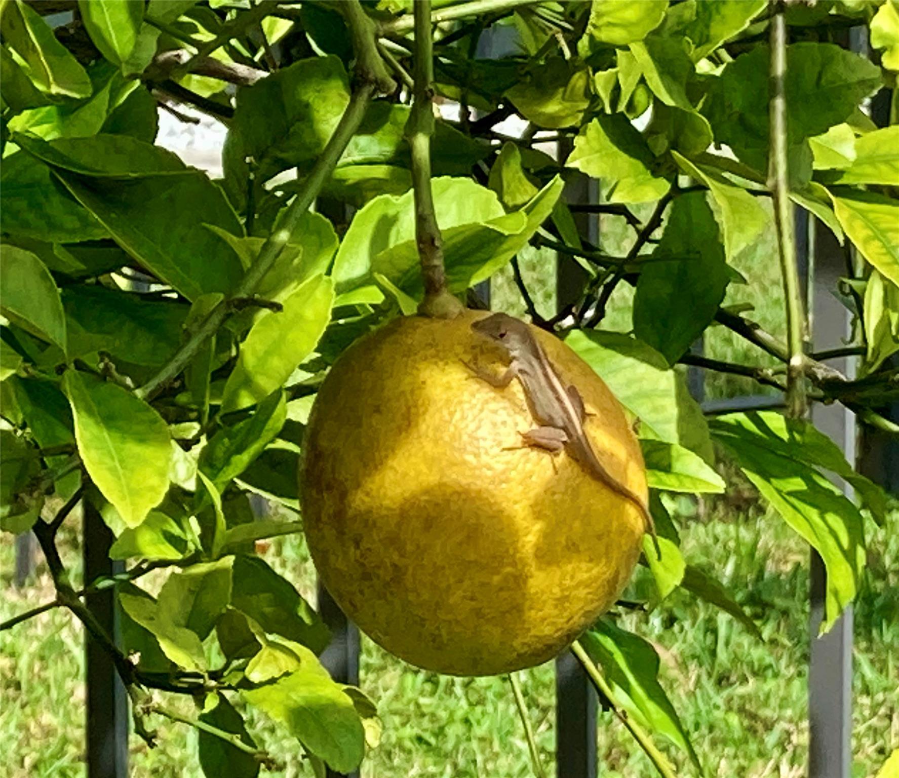 Palm Harbor - Residential