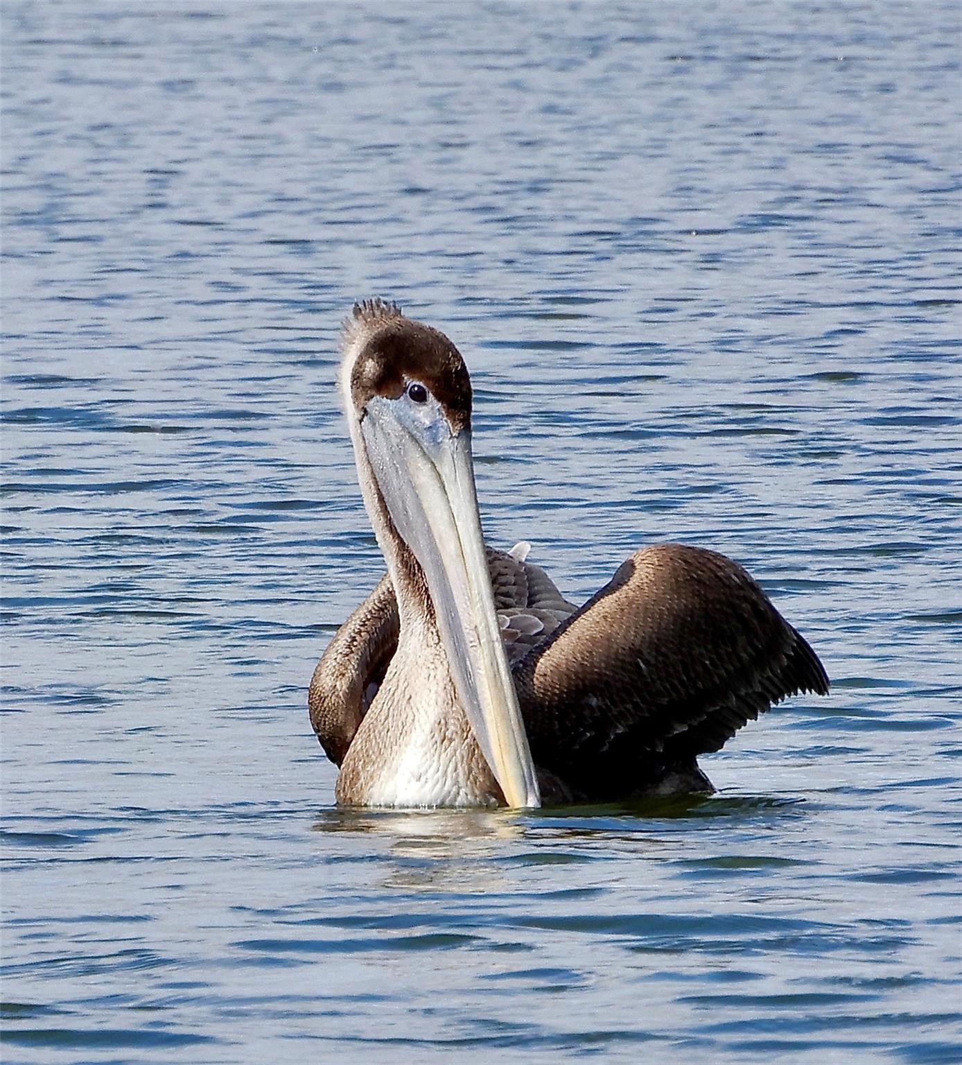 Palm Harbor - Residential