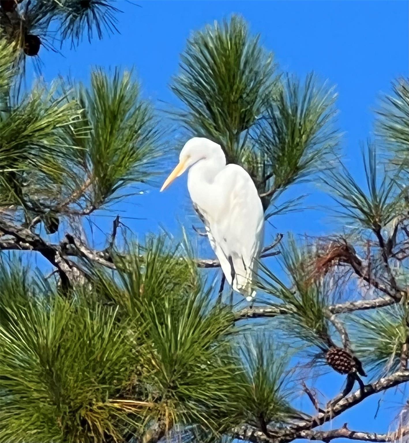 Palm Harbor - Residential