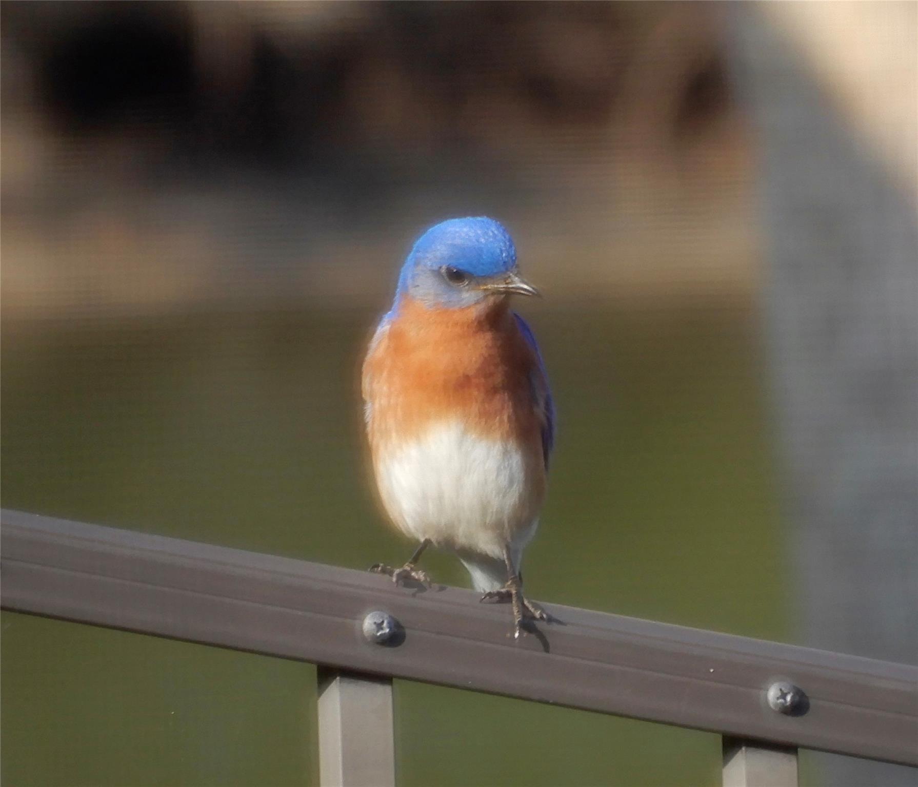 Palm Harbor - Residential