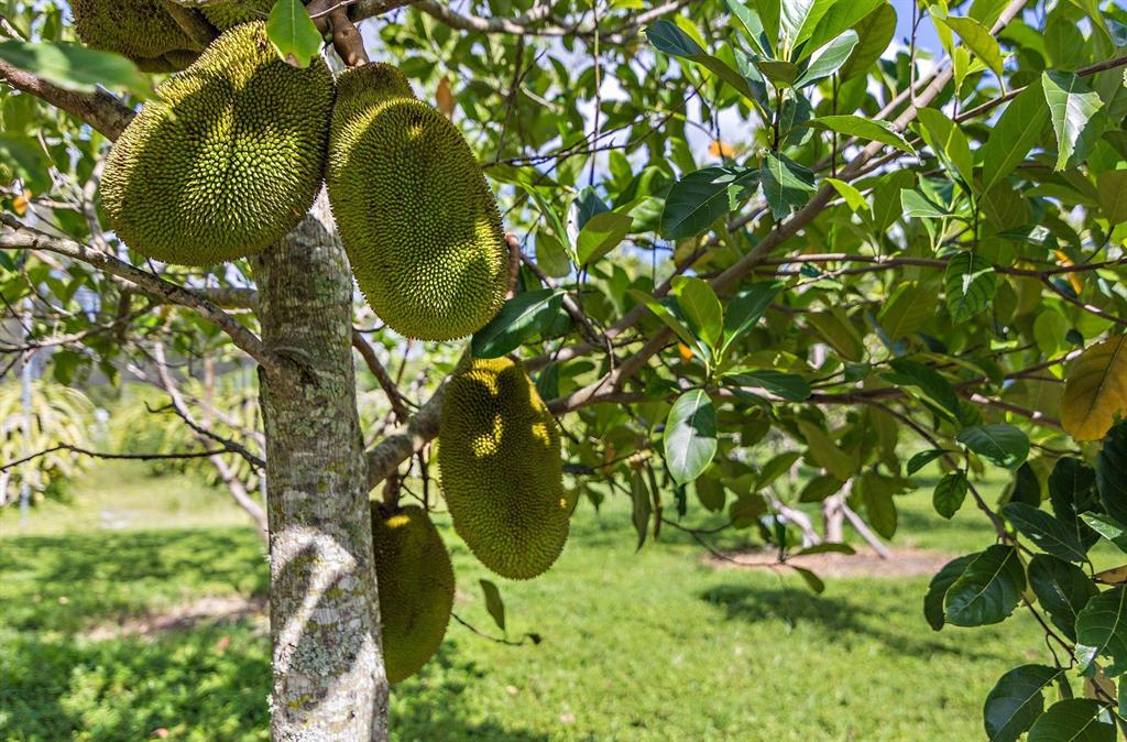 LOXAHATCHEE GROVES - Residential