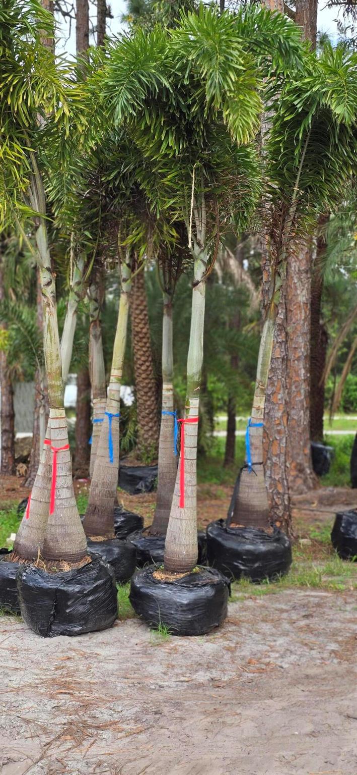 Loxahatchee Groves - Land