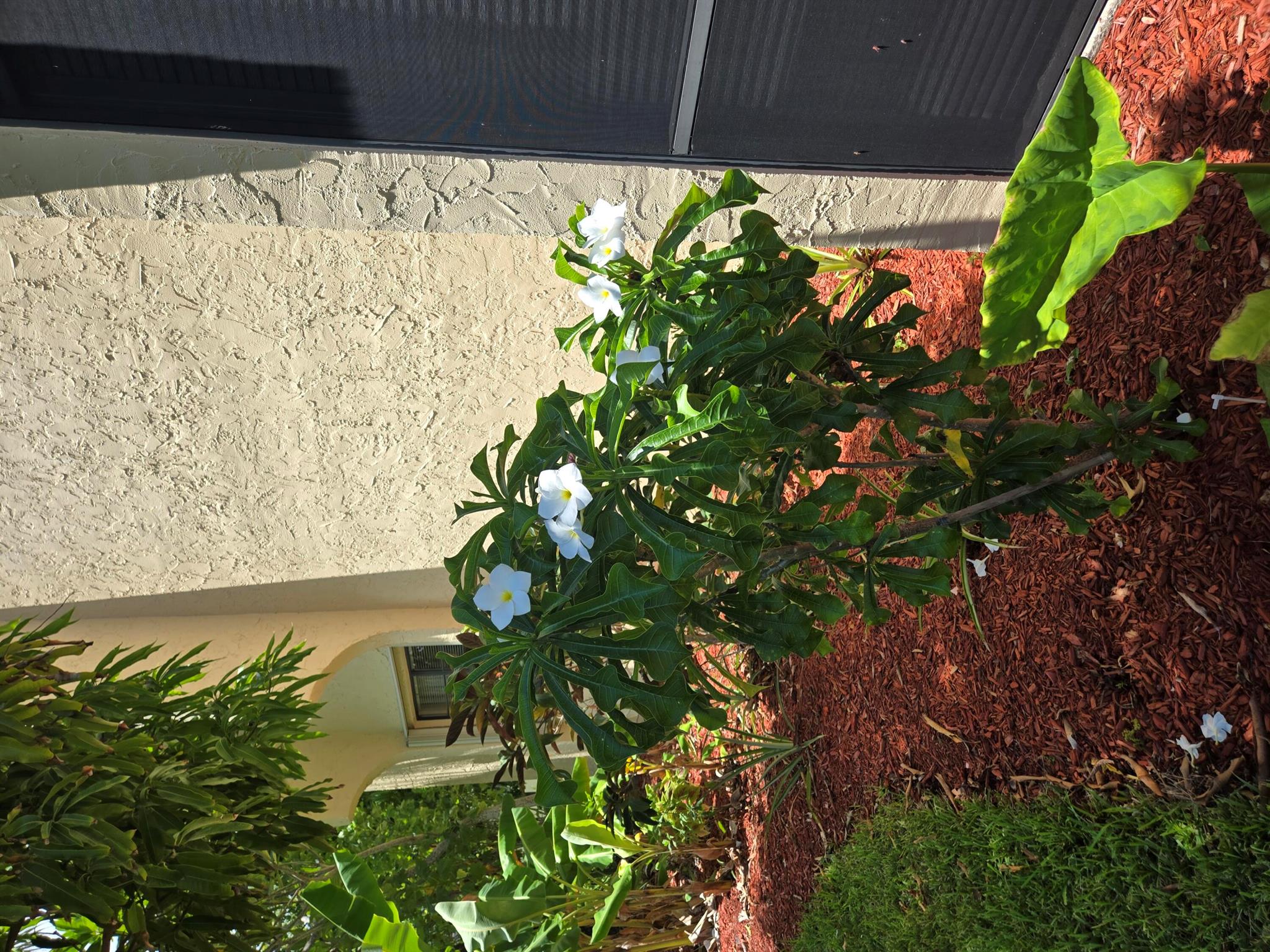 THIS IS A UNIQUE FIND, A FIRST FLOOR CORNER UNIT WITH 2 SCREENED PORCHES AND A PATIO AREA WITH MANGO & AVOCADO TREES, PINEAPPLE PLANTS & MULTIPLE VARIETIES OF FLOWERS PLANTED BY THE PREVIOUS HAPPY HORTICULTURALIST. DON'T MISS THIS CHANCE TO SEE A RECENTLY IMPROVED FULL 2 BEDROOM/2 BATHROOM CONDO WALKING DISTANCE TO MANY SHOPS, FOOD STORES, THEATRE, A BIKE RIDE TO DOWNTOWN & BEACHES. KITCHEN APPLIANCES ARE NEW. EASY TO SHOW.BUILDING #4 IS IMMEDIATELY TO YOUR LEFT AS YOU ENTER THROUGH GATE 2 INTO ISLAND HOUSE (OFF OLEANDER BLVD, GATE CLOSEST TO VIRGINIA AVE.)