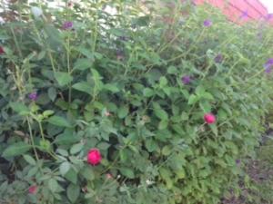 Kings Point Waterford A T - Residential