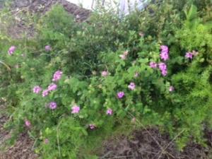 Kings Point Waterford A T - Residential