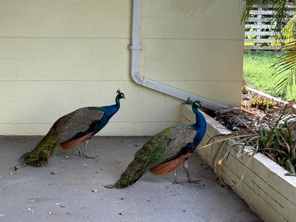 Photo of 1401 NE Elizabeth Avenue, Jensen Beach, FL 34957 (MLS # R11143745)